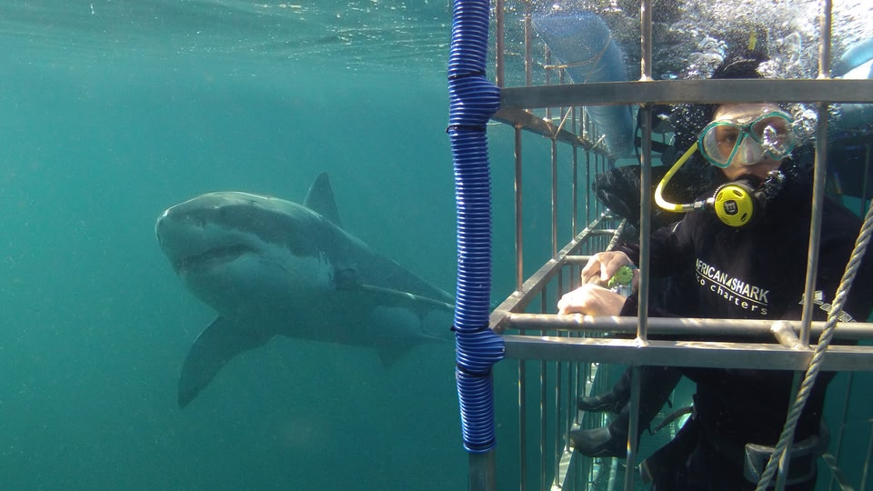 A scuba diver in a cage viewing a large shark underwater