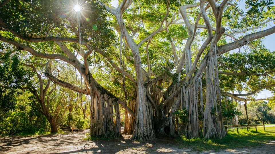 A large, expansive tree with thick, sprawling branches and lush green leaves, set in a natural, forested environment with sunlight filtering through the foliage.